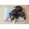 BBR-DCB-LOFT-GREY-S